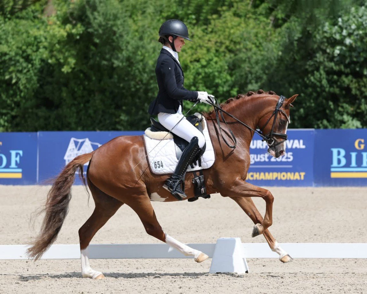 horse Next Darling M (German Riding Pony, 2021, from Fs Numero Uno)