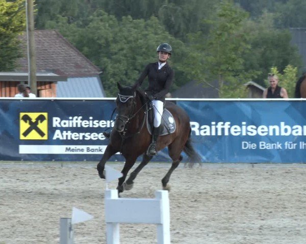 Springturnier Seewalchen 2025
