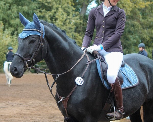 jumper One Night Stand 2 (Trakehner, 2013, from Come close)