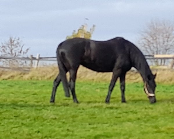 jumper Donnerhall's Darling (Hanoverian, 2010, from Don Presidente)