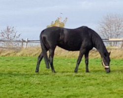 jumper Donnerhall's Darling (Hanoverian, 2010, from Don Presidente)