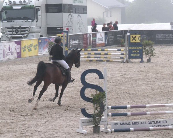 Springturnier Seewalchen 2025