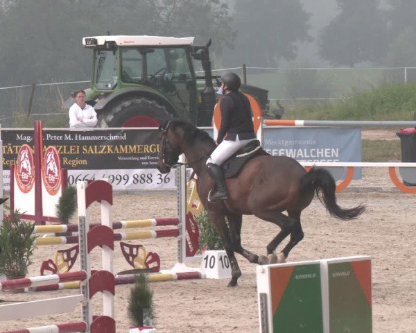 Springturnier Seewalchen 2025