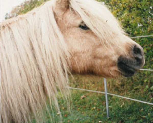 broodmare Ida (Shetland Pony, 1974, from Kirkbride Golden Boy)
