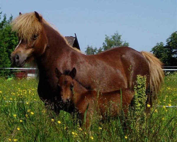 Zuchtstute Simona (Shetland Pony, 1995, von Kanteborgs Sprite)