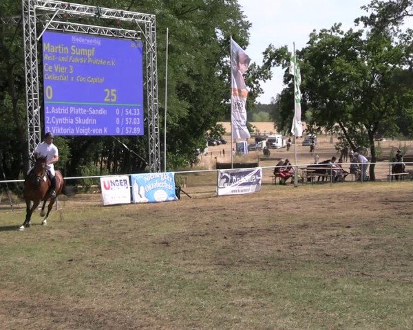 Reitturnier Niederwerbig 2025