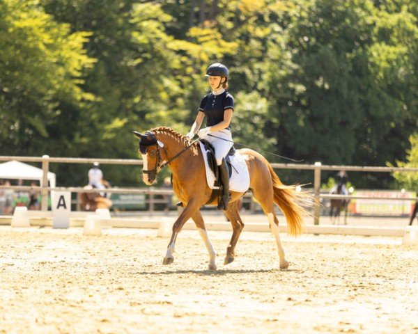 dressage horse Lord Luxus B (German Riding Pony, 2009, from Like Luxus)