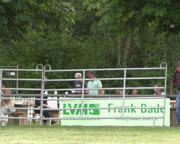 Westfälische Stuten- und Fohlenschau Delbrück-Ostenland 2025