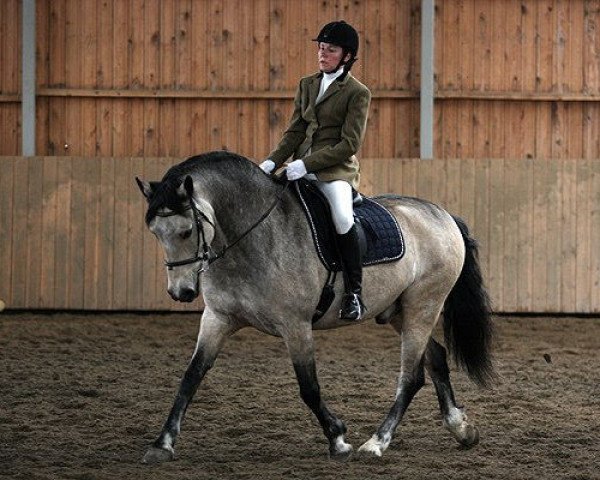 horse Goldgnomish Laddie (Connemara Pony, 2003, from Golddigger Laddie 9 C)