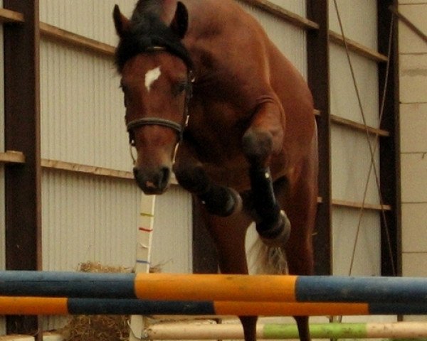horse Goldlover Laddie (Connemara Pony, 2005, from Golddigger Laddie 9 C)