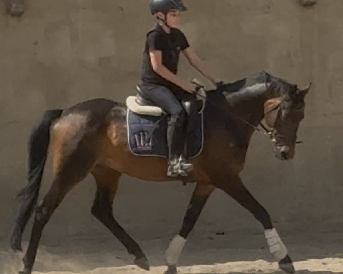 Deckhengst Oops (Deutsches Reitpony, 2015, von Ombri B)