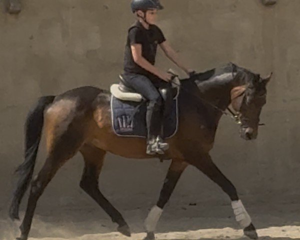 stallion Oops (German Riding Pony, 2015, from Ombri B)