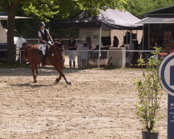 Reitturnier Heiligenwald 2025