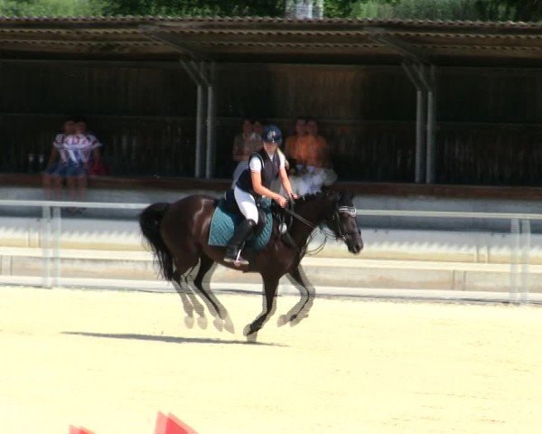Reitturnier Ingolstadt-Hagau/Obb. 2025