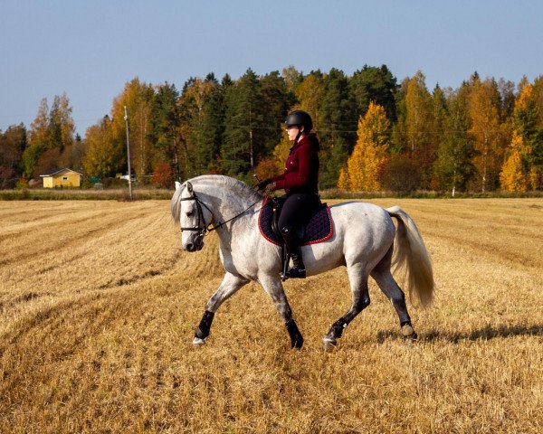 stallion Goldrock Laddie 33 C (Connemara Pony, 2010, from Golddigger Laddie 9 C)