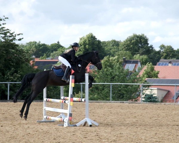 Springpferd L'quintara (Deutsches Sportpferd, 2017, von Diarado)