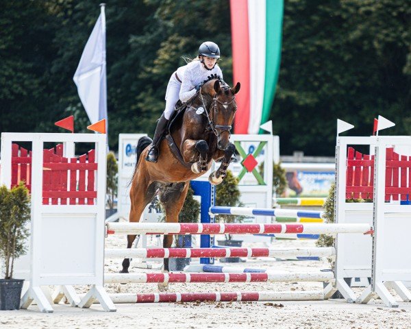 horse Chaccos Charmeur (Oldenburg show jumper, 2019, from Chacco's Son II)