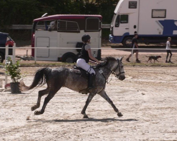 Reitturnier Heiligenwald 2025