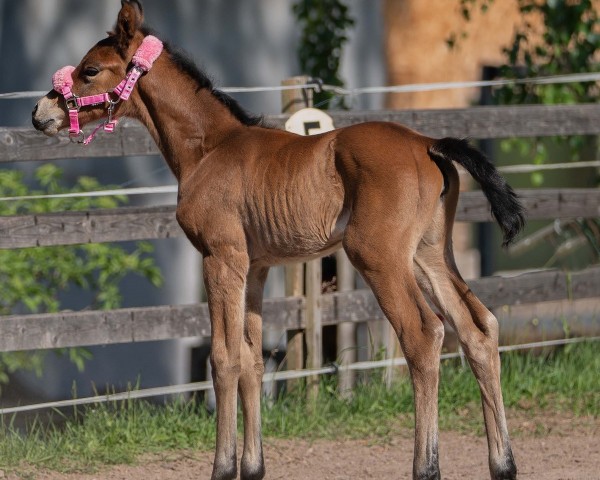 foal by With finest Love (German Sport Horse, 2025, from Consantos)