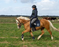 dressage horse Arvalon Esprit (Welsh-Cob (Sek. D), 2014, from AC Cream Boy)