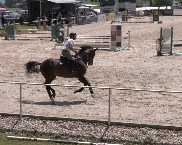 Springturnier Seewalchen 2025