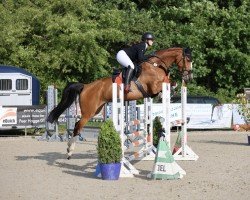 jumper Lady Million (Holsteiner, 2018, from Million Dollar)