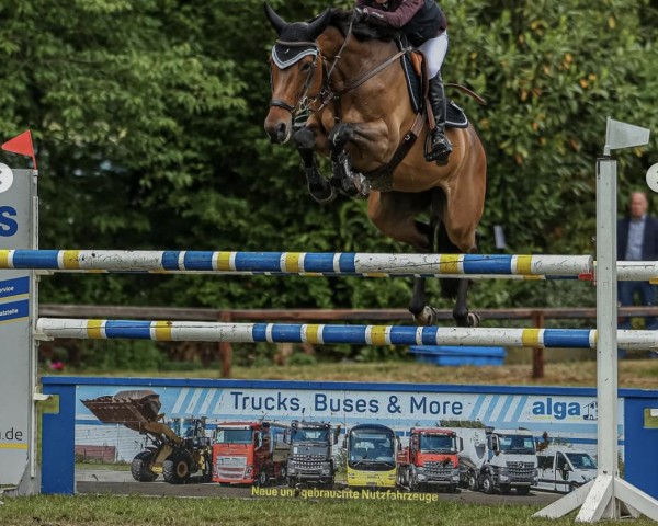 Springpferd Big Dream 5 (Westfale, 2018, von Big Star)