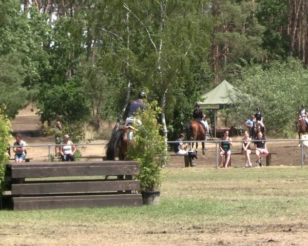 Reitturnier Niederwerbig 2025