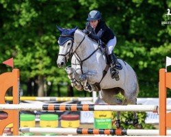 Springpferd Mhs Glow (Irish Sport Horse, 2013, von Dondoctro Ryal K)