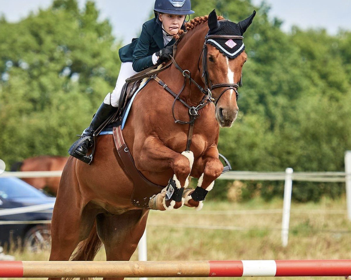Springpferd Rashinga (Pony ohne Rassebezeichnung, 2012)