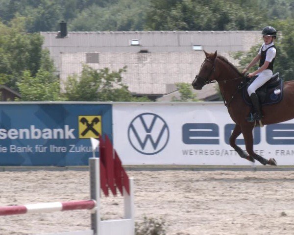 Springturnier Seewalchen 2025