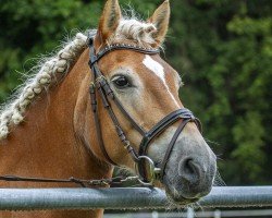Dressurpferd Ladina 69 (Haflinger, 2003)