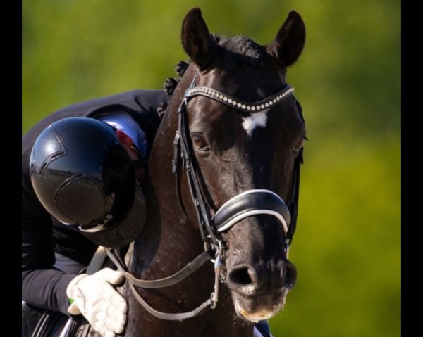 dressage horse Zonik Plus (Hanoverian, 2016, from Zonik)