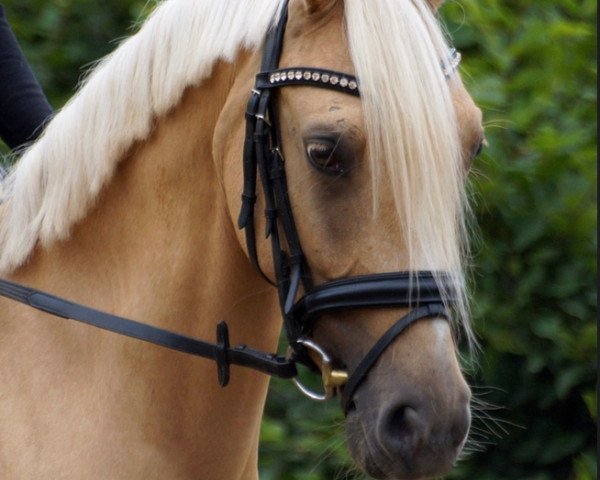 broodmare Die Primadonna T (German Riding Pony, 2015, from Danny Gold)