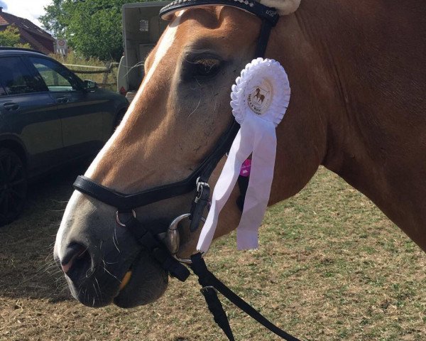 dressage horse Navarro de Nostalgie (Haflinger, 2013, from Nostalgie)