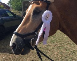dressage horse Navarro de Nostalgie (Haflinger, 2013, from Nostalgie)