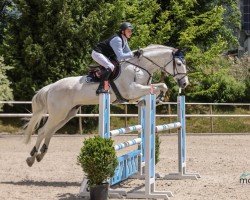 jumper Cinnamyte de Lassergut (Austrian Warmblood, 2011)