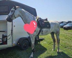 jumper Ciaruso (German Sport Horse, 2016, from Caruso Z)