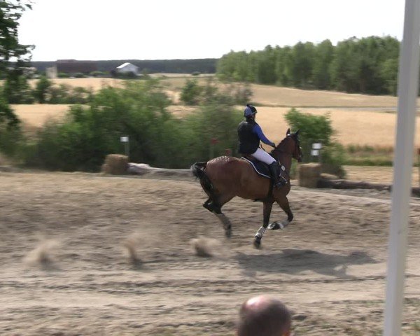 Reitturnier Niederwerbig 2025