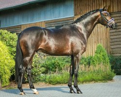 jumper Hanke (Trakehner, 2018, from Ivanhoe)