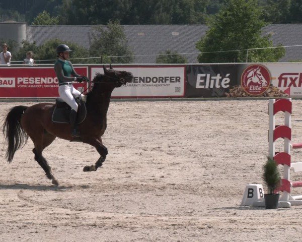 Springturnier Seewalchen 2025