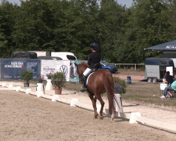 Reitturnier Heiligenwald 2025