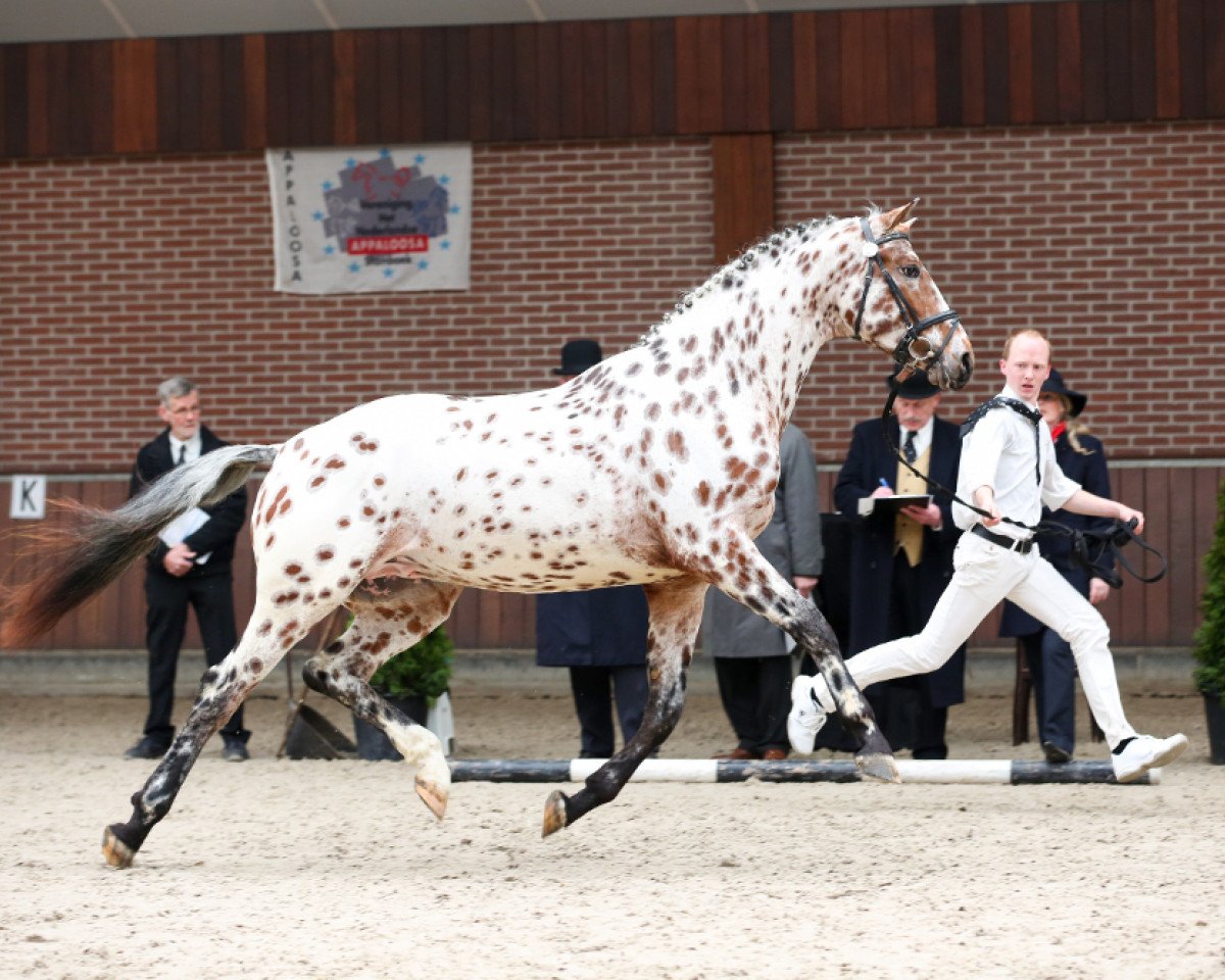 Deckhengst Peru's Yismerai (Appaloosa, 2013, von Quotenkoenig 2)