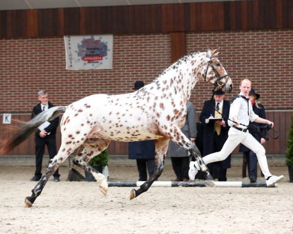 stallion Peru's Yismerai (Appaloosa, 2013, from Quotenkoenig 2)