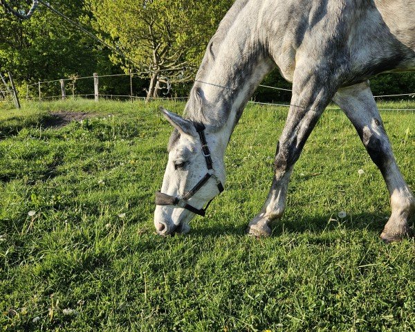 Pferd Balou Blue P (Oldenburger Springpferd, 2019, von Benthen's Balou)