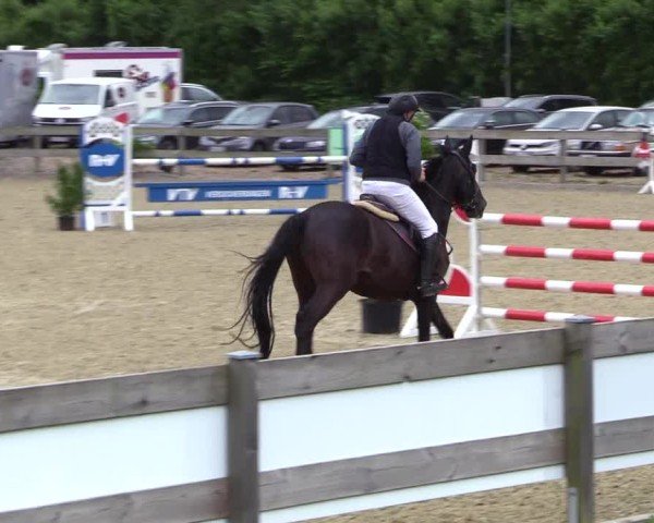 Reitturnier Niebüll 2025