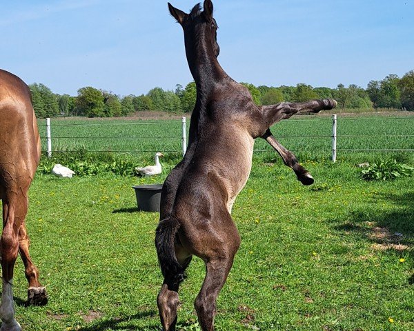 foal by Fräulein Dior (Westphalian, 2025, from For Dior)