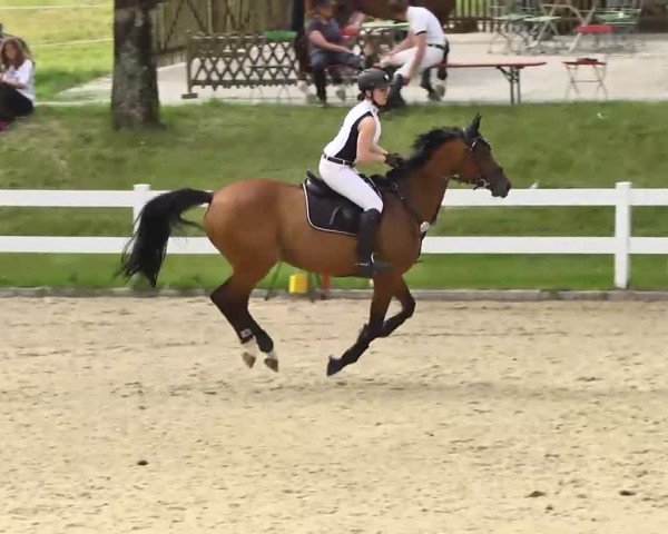 Springturnier Isny 2014