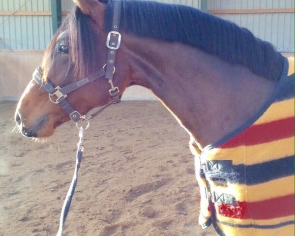 stallion Coco Dancer (German Riding Pony, 2012, from Fs Coco Jambo)