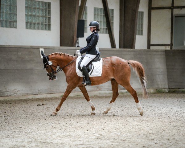 broodmare Bonita (Mecklenburg, 2001, from Wanninger)